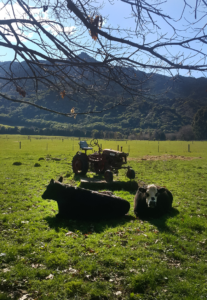 Old-Macs-Otis-The-Tractor-and-Cattle